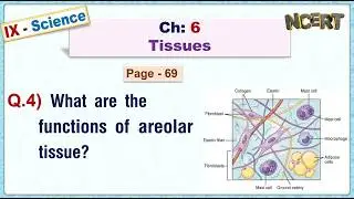 Ch:06 - Pg:69 - Q.4) What are the functions of areolar tissue?