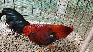 POLLITO TRABA MORENO GRILLA 