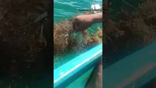 Harvesting of seaweed in Zamboanga #travel #Seaweedfarming #SDG14