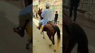 12 Rabi ul awal Jaloos Shujabad #equestrian #horse #ekmotahathighumechala