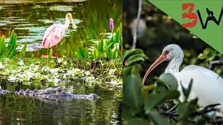 Wildlife of  Floridas Hidden Wilderness