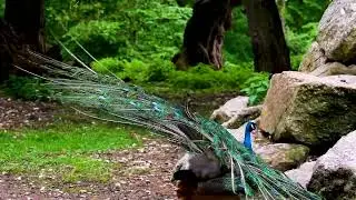 Peacock Nature Bird|Footage 4k HDR