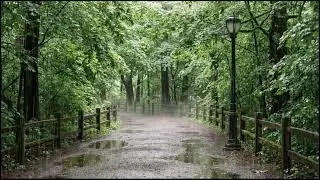 Light Rain Through Woodland Leaves | Peaceful Ambient Audio for Relaxation