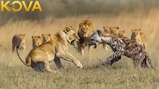 Hyenas Pause: A Surprising Twist for the Old Lioness | Animal Fight