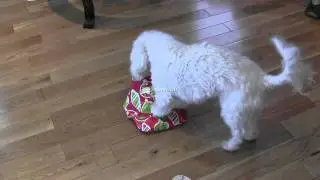 My Dog Unwrapping a Christmas Present