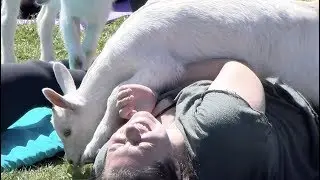 Yoga with Goats?!