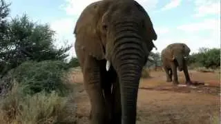 Jan Oelofse - Okonjati Game Reserve