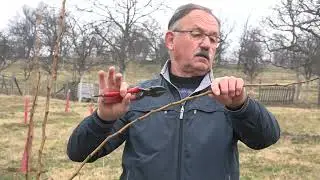 Kako se orezuje voće?