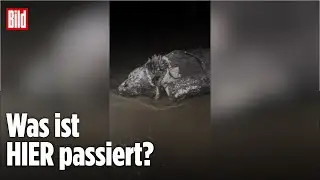 Unheimliches Hai-R&auml;tsel auf Mallorca