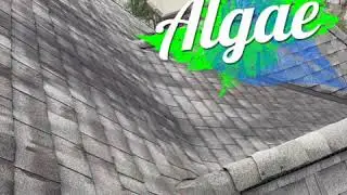 No Pressure Roof Cleaning