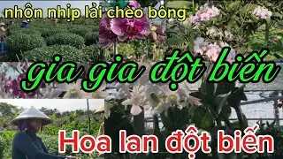 Làng Hoa sa Đéc lan đột biến.lan gia gia đột biến quá đẹp. bà con lãi chèo bông chuẩn bị vụ Hoa tết 