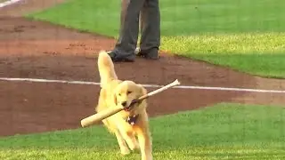 Bruce The Bat Dog Makes Major League Debut