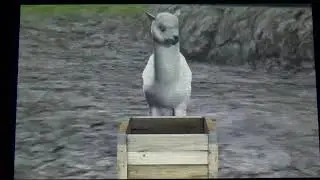 Alpaca feeding on Zoo Resort 3D