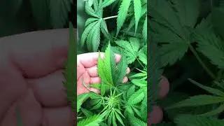 Why my plant like that ?#music #mafia #love #shortvideo #crazy #beats #gardening #cannabiseducation