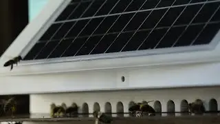 Drompy - Porte connect&eacute;e pour les ruches - d&eacute;tection essaimage, alerte frelon, comptage d'abeilles