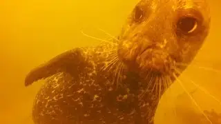 PNW Diving 2017 18
