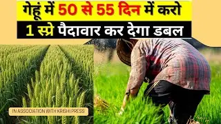गेहूं में कौन सा स्प्रे करें | gehu me konsa spray use kare | wheat farming