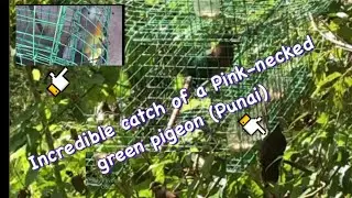 How to catch a Pink-Necked green Pigeon using an Emerald dove:BT speaker call is W.Eared brown dove.