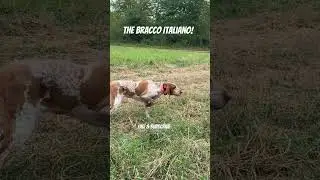 Bracco Italiano     #braccoitaliano #gundog