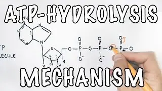 Mechanism of ATP Hydrolysis