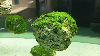 Flying Hills for aquariums -.create your own Avatar theme tank
