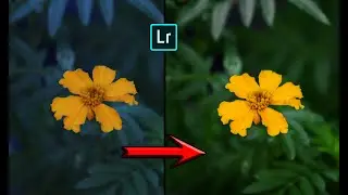 Color adjust in Adobe Light room mobile
