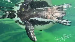 Visiting the Parc Zoologique de Paris (Paris Zoological Park)