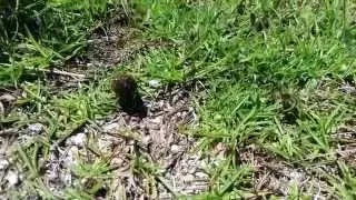 Dung Beetle Breakout!