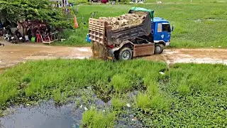 Landfill Task! Filling Old Pond by D20P Dozer Push Stone with 5T Dump Truck