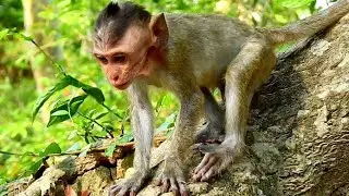Tinny Baby Monkey DUSTIN Hungry , Dustin Live Without Mom | Sounds Monkey