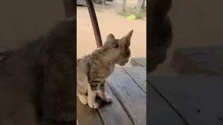 rural cats, #shorts