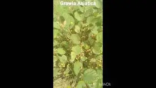 Grawia Asiatica Or Sherbet Berry Fruit !! Phalsa Fruit !! #viralshort #trending #youtubevideo