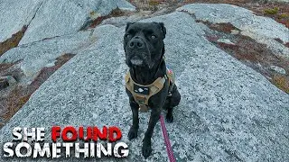 WE PLAYED RANDONAUTICA WITH OUR DOG AND THIS HAPPENED! (ADVENTURE INTO THE WILD)