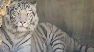 4K White Tiger stock footage | Bigcats
