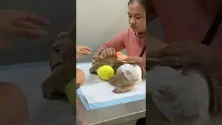 LyLy Monkey goes to the hospital for treatment #shorts #monkey #monkey Lyly #smart monkey #cute