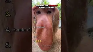 Ranking The Funniest Monkey Sounds