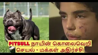 Pitbull நாயின் கொலைவெறி செயல் - மக்கள் அதிர்ச்சி