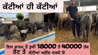 ਕੱਟੀਆਂ ਵਿਕਾਓ murrah kattian for sale