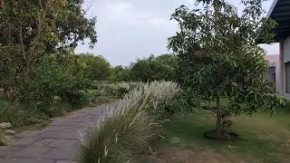 Woods at Sasan Part 1 - Luxurious stay in mango orchard at Sasan Gir