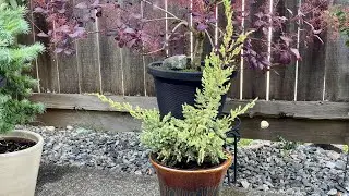 Update & Re-pot For Flaky Juniper 