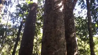 Kauri Trees | Waipoua Forest