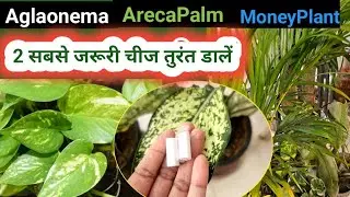 सूखते AGLAONEMA,Arecapalm,MoneyPlant को कैसे बचाएं | How to Save Drying Aglaonema+Arecapalm 