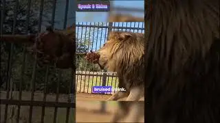 Man vs. 500 pond Lion tug of war#war #facts #mango #lion