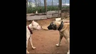 Kangal Vs Dogo argentino #dog #dangerousdogbreed #kangal #dogoargentino