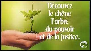 Le chêne, un arbre immortel !