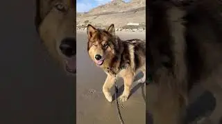 #wolf #wolfdogs  #beach #dog #beauty