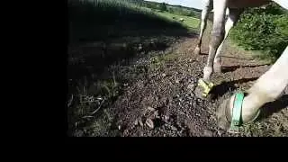 TK Horseshoe