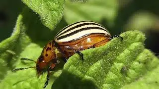БИОСФЕРА: 118. Колорадский Жук (Leptinotarsa decemlineata)
