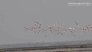Birding at Point Calimere