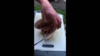 Очистка/обработка моллюсков Пизмо своими руками